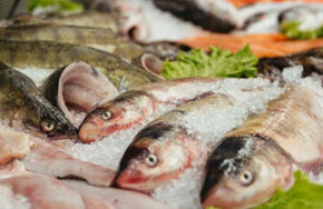 Фотографија за категорија Риба и Морски Плодови