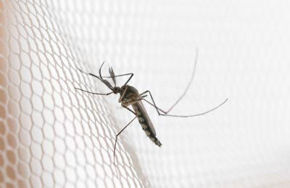 Фотографија за категорија Заштита од Инсекти