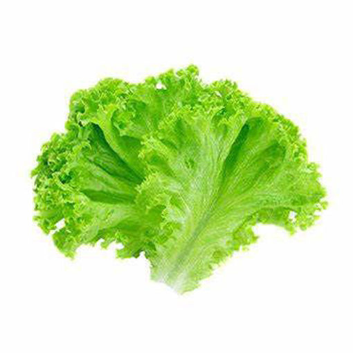 Picture of Lettuce